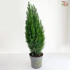 Chamaecyparis Ellwoodii 150 - 55cm《美国扁柏》