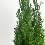 Chamaecyparis Ellwoodii 150 - 55cm《美国扁柏》