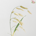 Chasmanthium - White (Per Bunch)