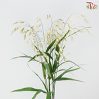 Chasmanthium - White (Per Bunch)