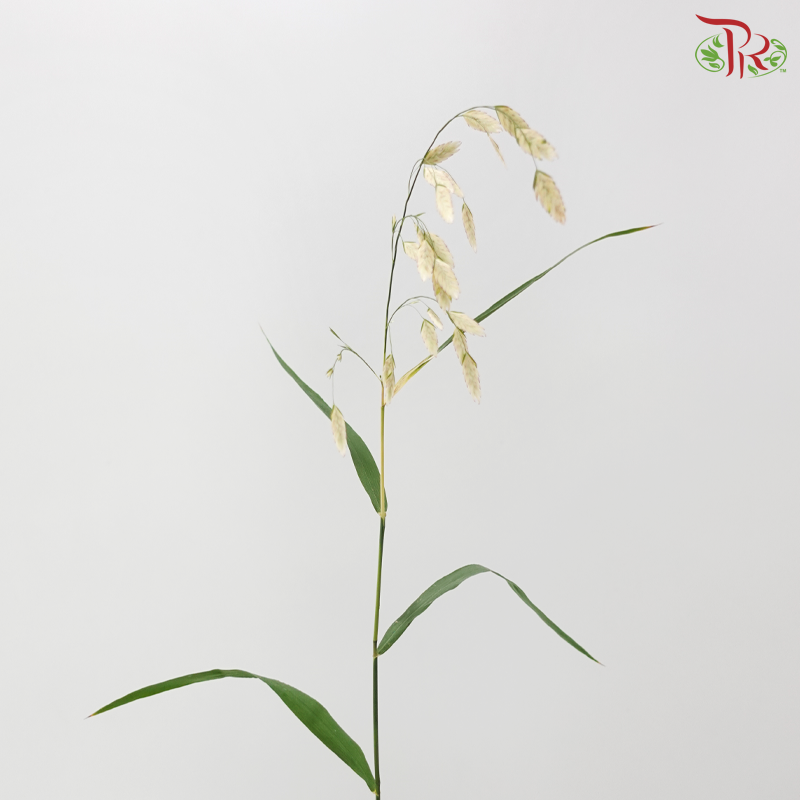 Chasmanthium - White (Per Bunch)