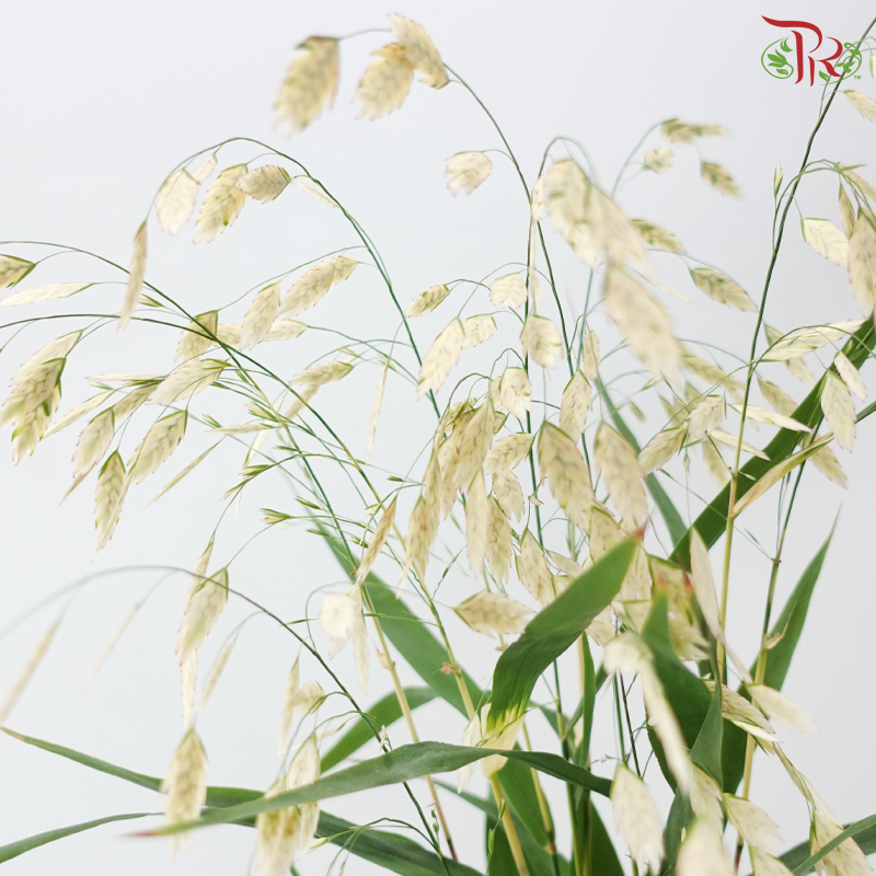 Chasmanthium - White (Per Bunch)