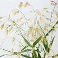 Chasmanthium - White (Per Bunch)