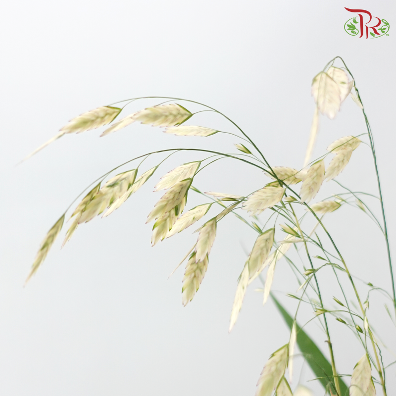 Chasmanthium - White (Per Bunch)
