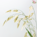 Chasmanthium - White (Per Bunch)