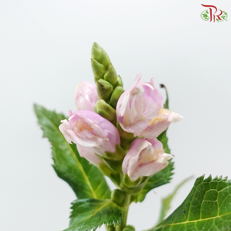 Chelone Oblique (10 Stems)