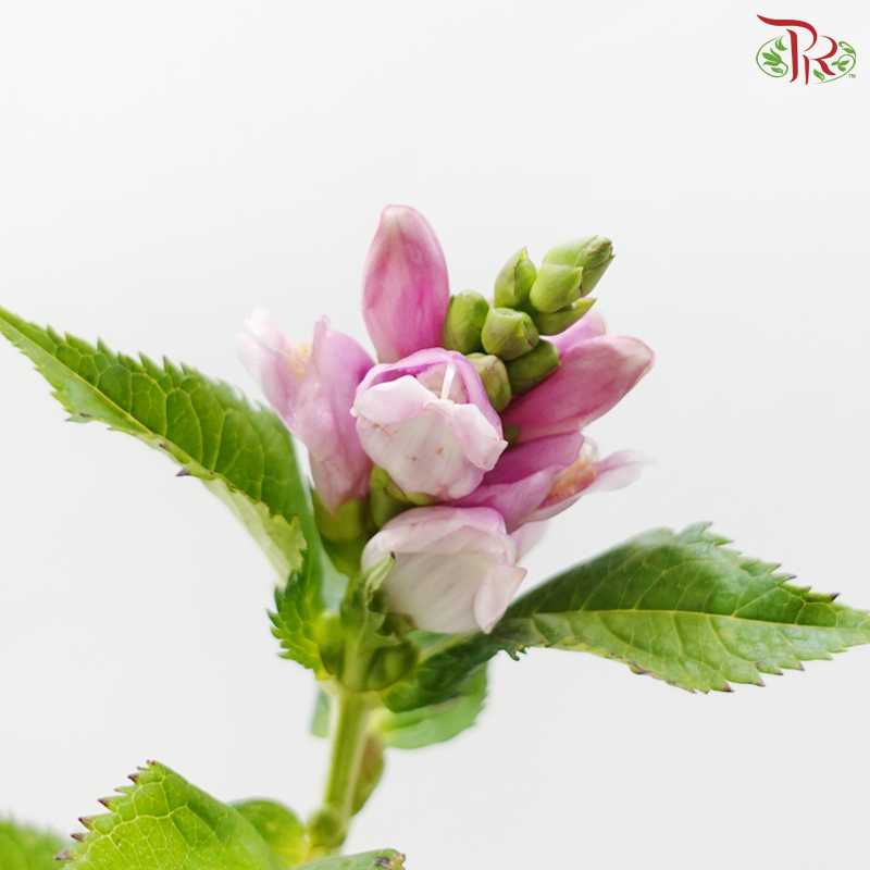Chelone Oblique (10 Stems)