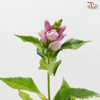 Chelone Oblique (10 Stems)