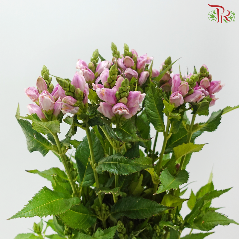 Chelone Oblique (10 Stems)