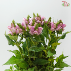 Chelone Oblique (10 Stems)