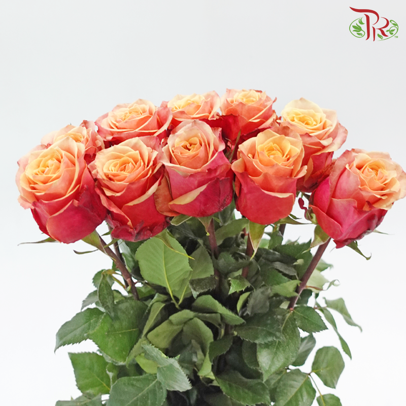 Ceres Rose - Cherry Brandy (10 Stems)