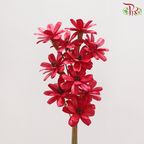 Dried Sunflower Seed Flower - Cherry Red (Per Bunch)