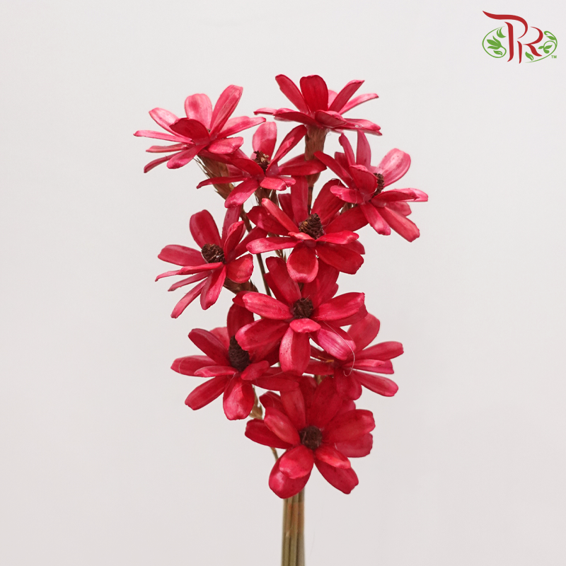 Dried Sunflower Seed Flower - Cherry Red (Per Bunch)