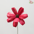 Dried Sunflower Seed Flower - Cherry Red (Per Bunch)