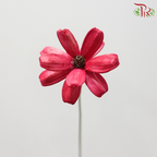 Dried Sunflower Seed Flower - Cherry Red (Per Bunch)