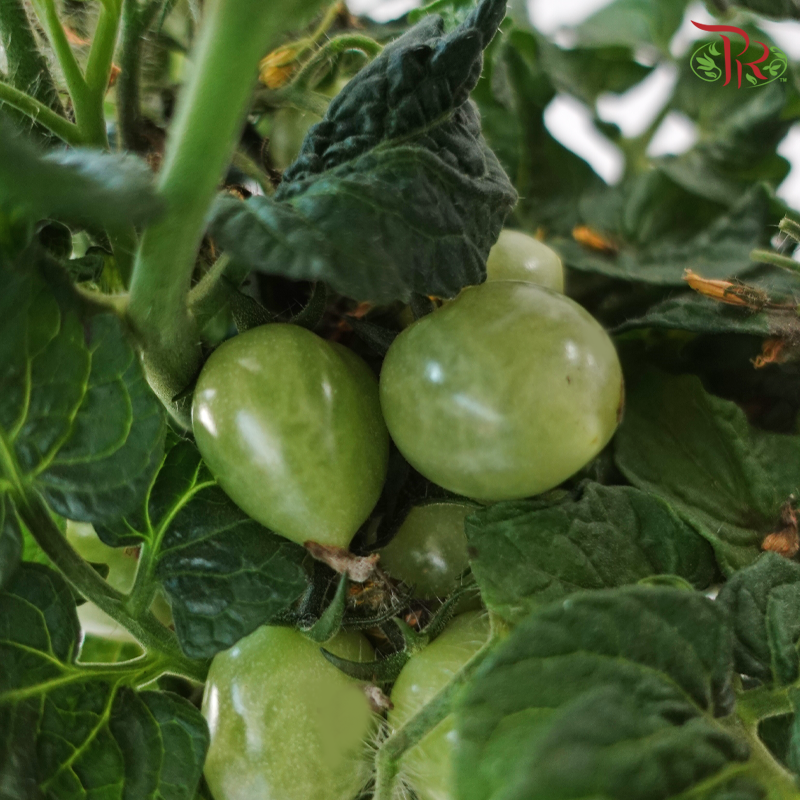 Cherry Tomato P150《樱桃番茄》