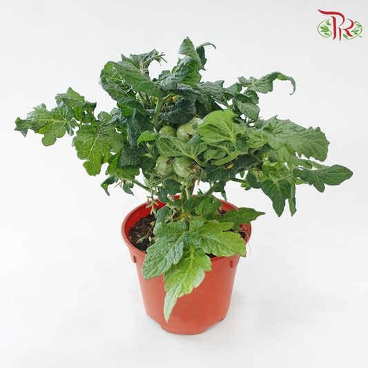 Cherry Tomato P150《樱桃番茄》