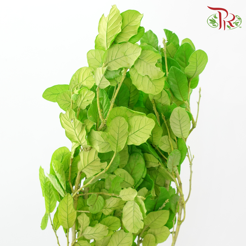 Dried Chestnuts Leaf - Green (Per Bunch)