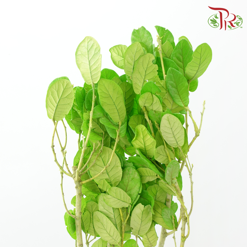 Dried Chestnuts Leaf - Green (Per Bunch)