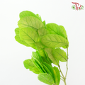 Dried Chestnuts Leaf - Green (Per Bunch)