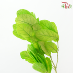 Dried Chestnuts Leaf - Green (Per Bunch)