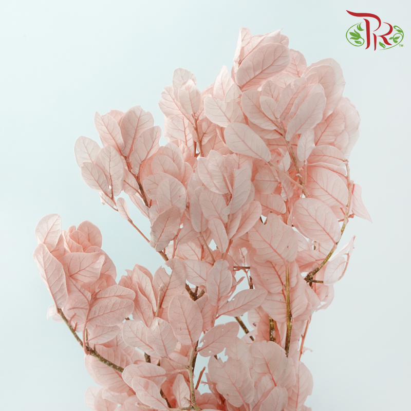 Dried Chestnuts Leaf - Pink (Per Bunch)