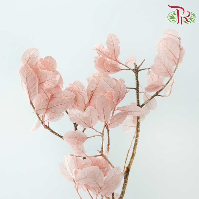 Dried Chestnuts Leaf - Pink (Per Bunch)