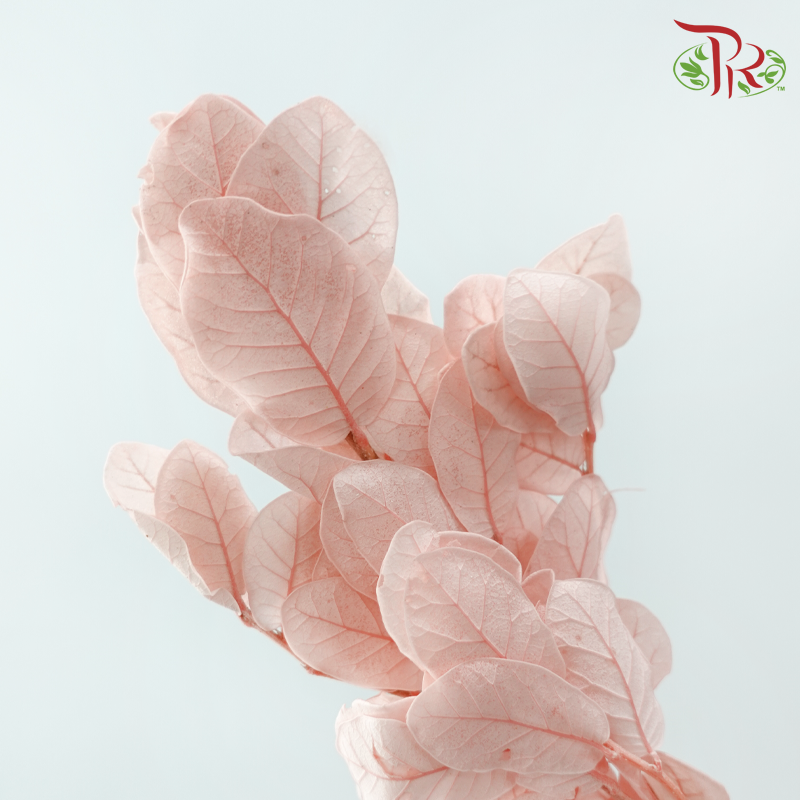 Dried Chestnuts Leaf - Pink (Per Bunch)