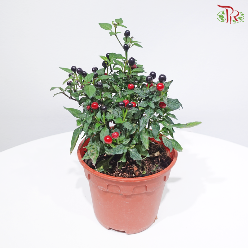 Chilli Black Pearl P150《黑珍珠小辣椒》