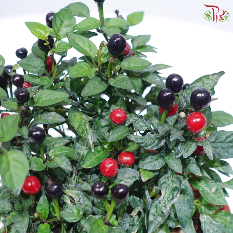 Chilli Black Pearl P150《黑珍珠小辣椒》