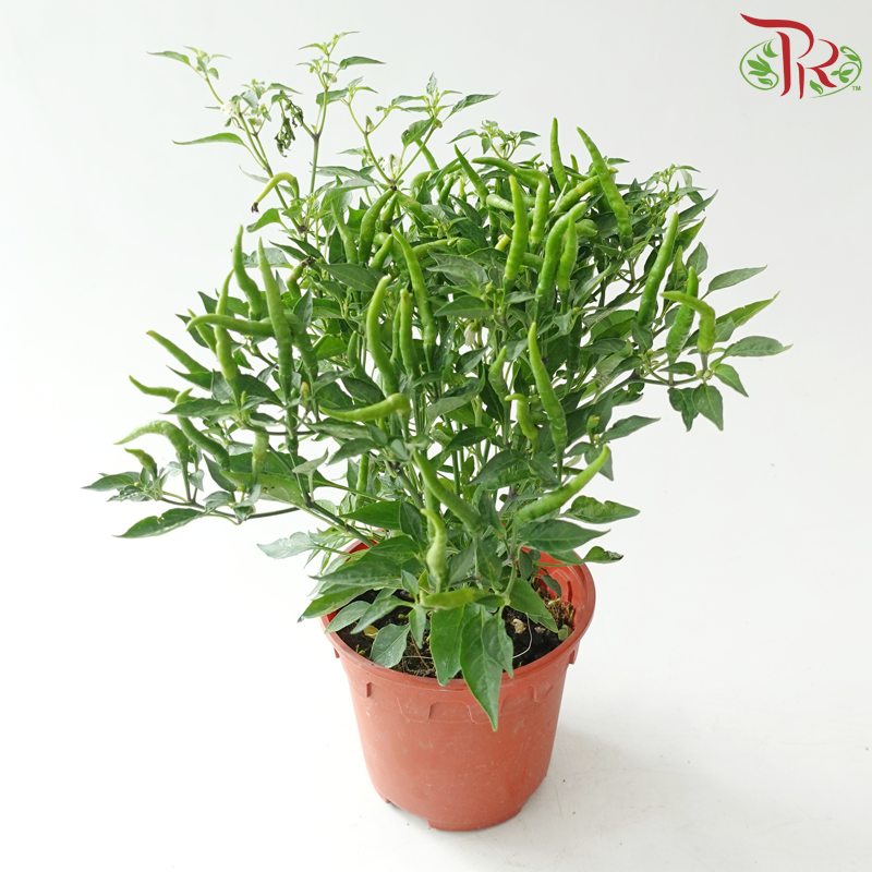 Chilli Plant P150《辣椒》(Random Choose Colour)