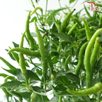 Chilli Plant P150《辣椒》(Random Choose Color)