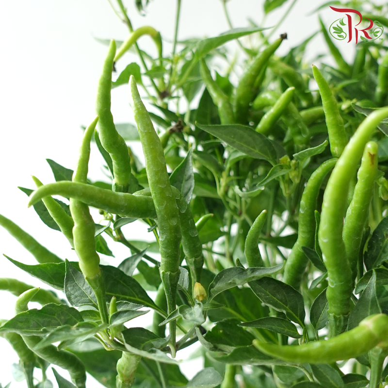 Chilli Plant P150《辣椒》(Random Choose Colour)