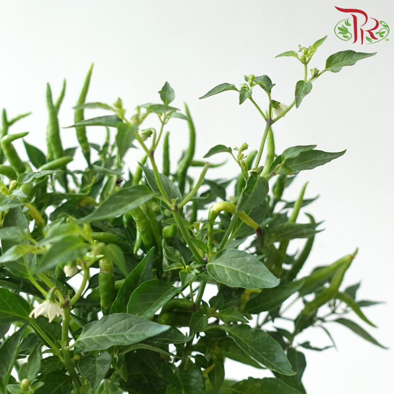 Chilli Plant P150《辣椒》(Random Choose Color)