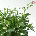 Chilli Plant P150《辣椒》(Random Choose Color)
