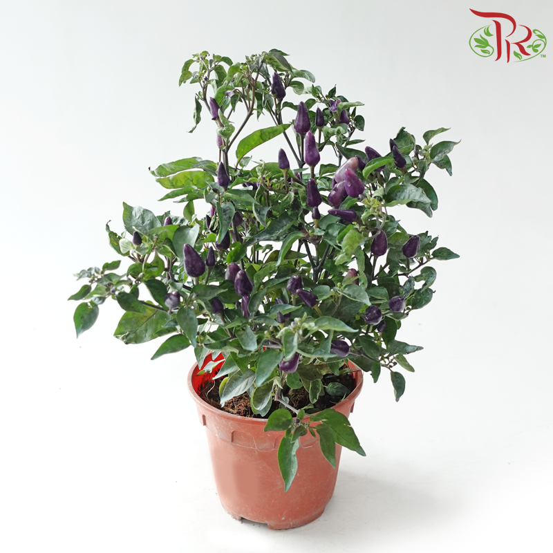 Chilli Plant P150《辣椒》(Random Choose Colour)