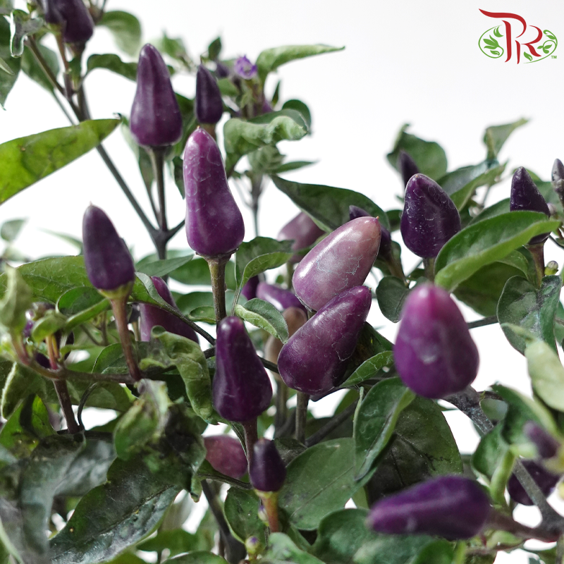 Chilli Plant P150《辣椒》(Random Choose Color)