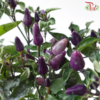 Chilli Plant P150《辣椒》(Random Choose Color)