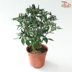 Chilli Plant P150《辣椒》(Random Choose Color)