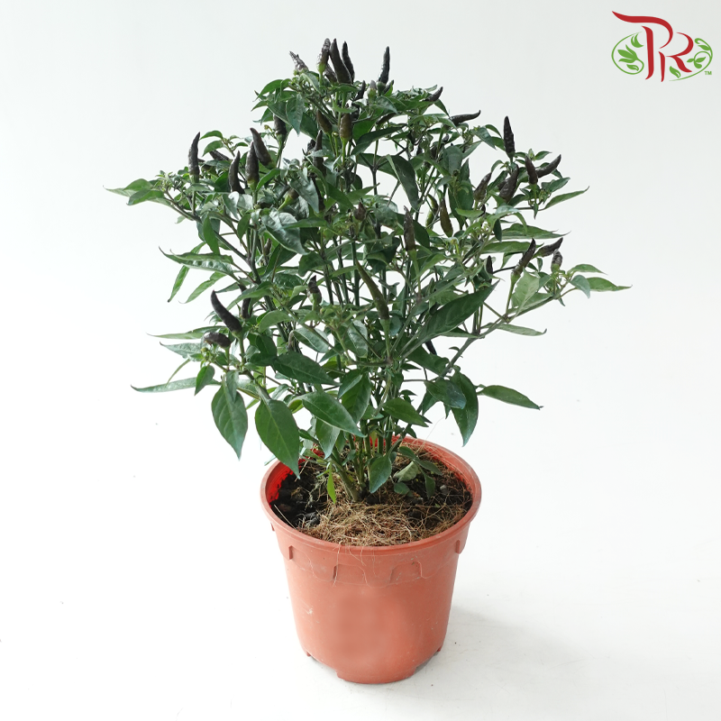 Chilli Plant P150《辣椒》(Random Choose Colour)