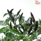 Chilli Plant P150《辣椒》(Random Choose Color)