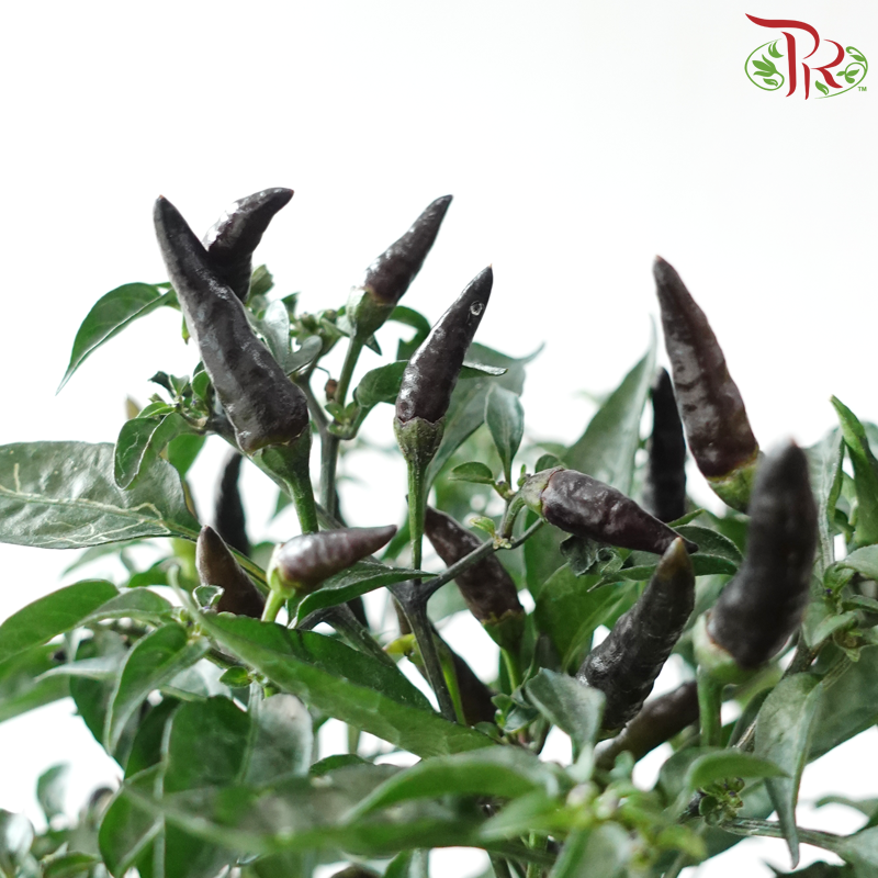 Chilli Plant P150《辣椒》(Random Choose Colour)