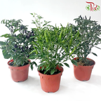 Chilli Plant P150《辣椒》(Random Choose Color)