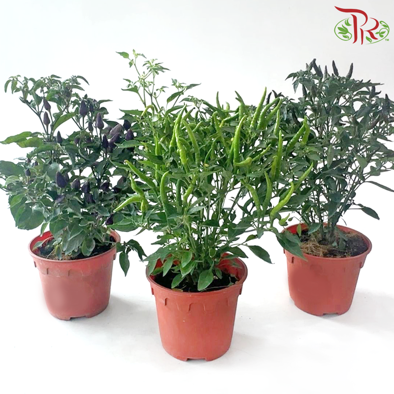 Chilli Plant P150《辣椒》(Random Choose Colour)