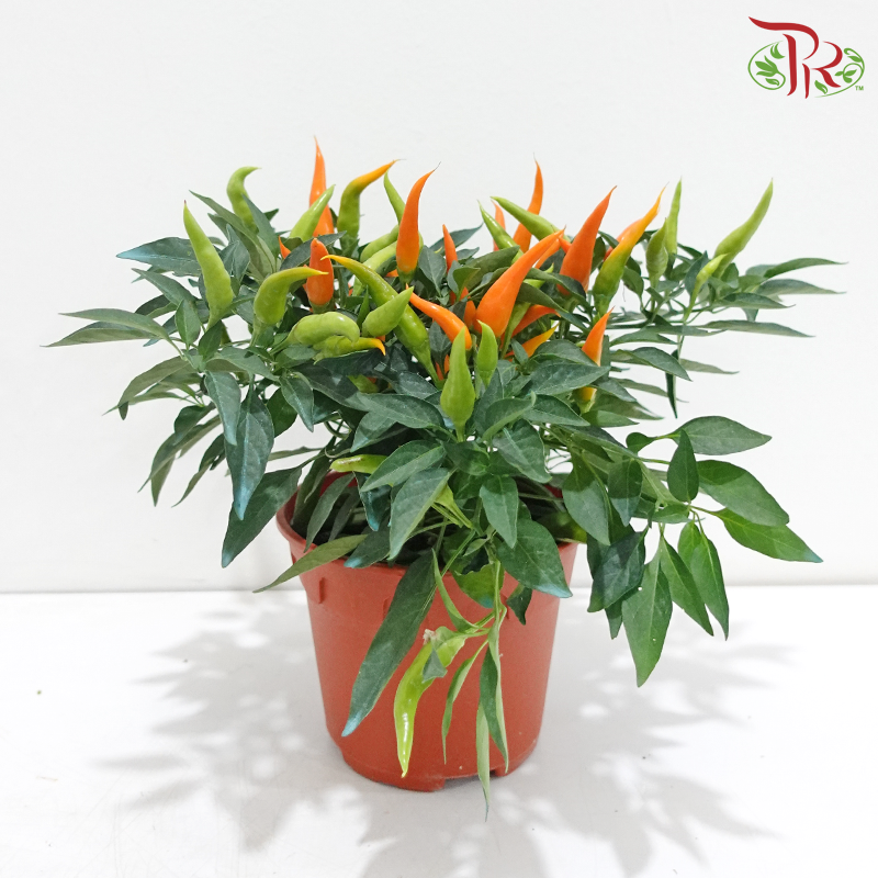Chilli Plant P150 W06《辣椒》（Random Choose Color)