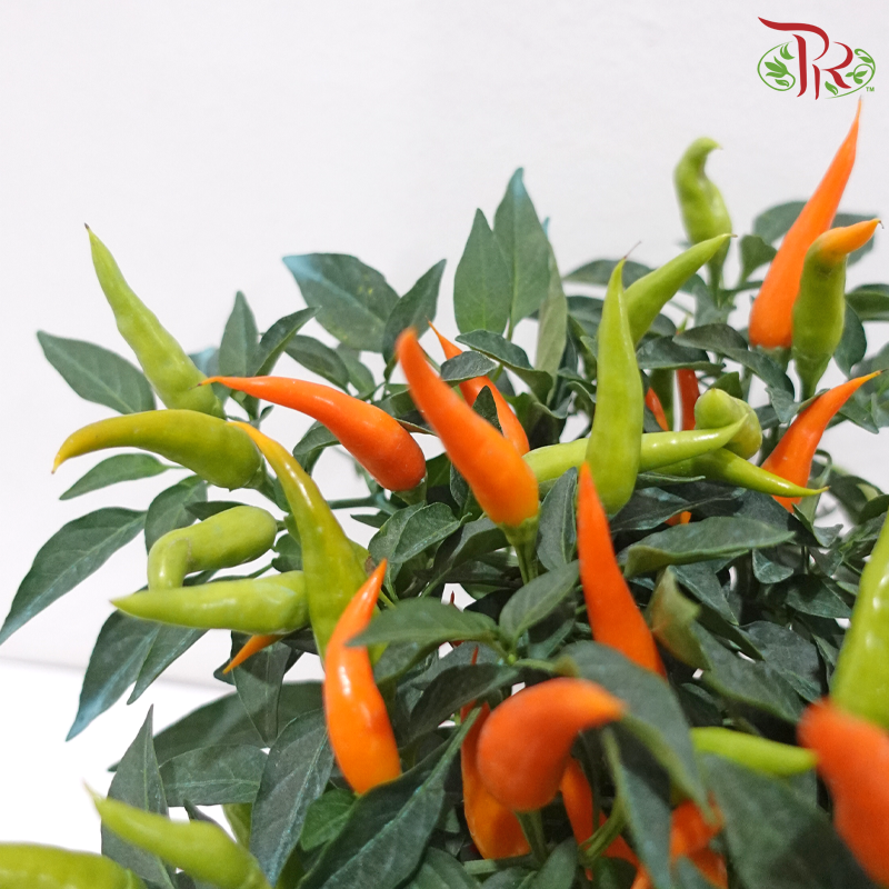 Chilli Plant P150 W06《辣椒》（Random Choose Color)