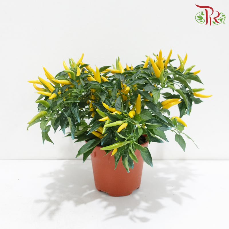 Chilli Plant P150 W06《辣椒》（Random Choose Color)