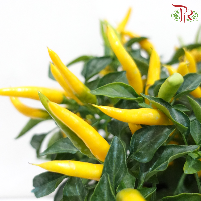 Chilli Plant P150 W06《辣椒》（Random Choose Color)