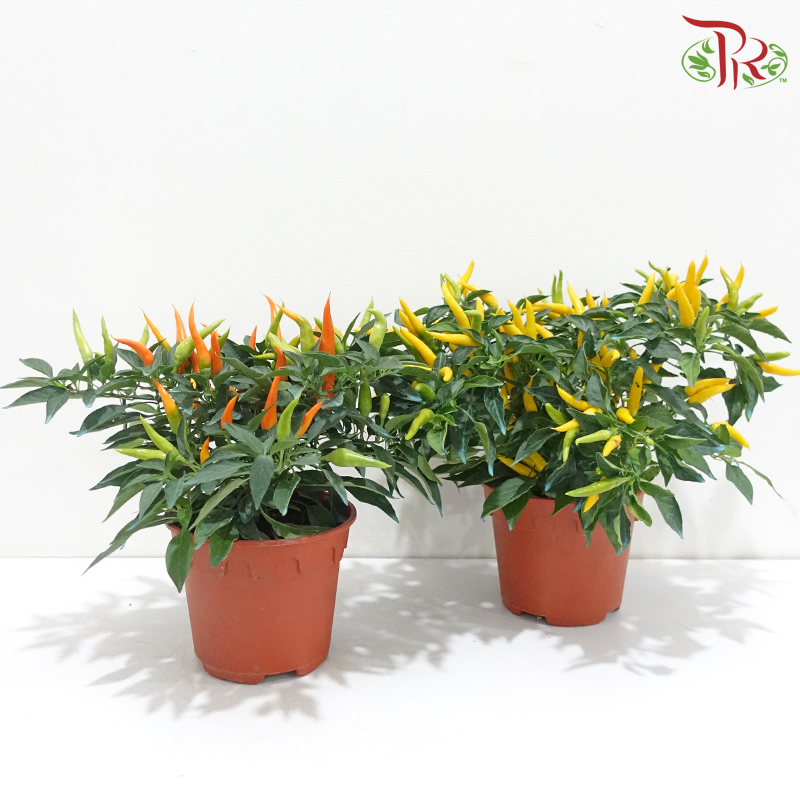Chilli Plant P150 W06《辣椒》（Random Choose Color)