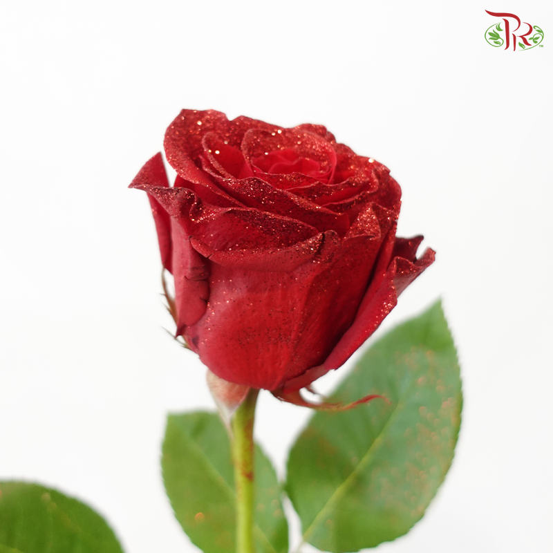 Star Rose - Christmas 19 (10 Stems)